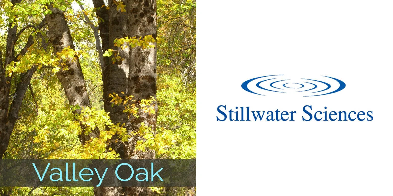 2026 valleyoak stillwater.jpg