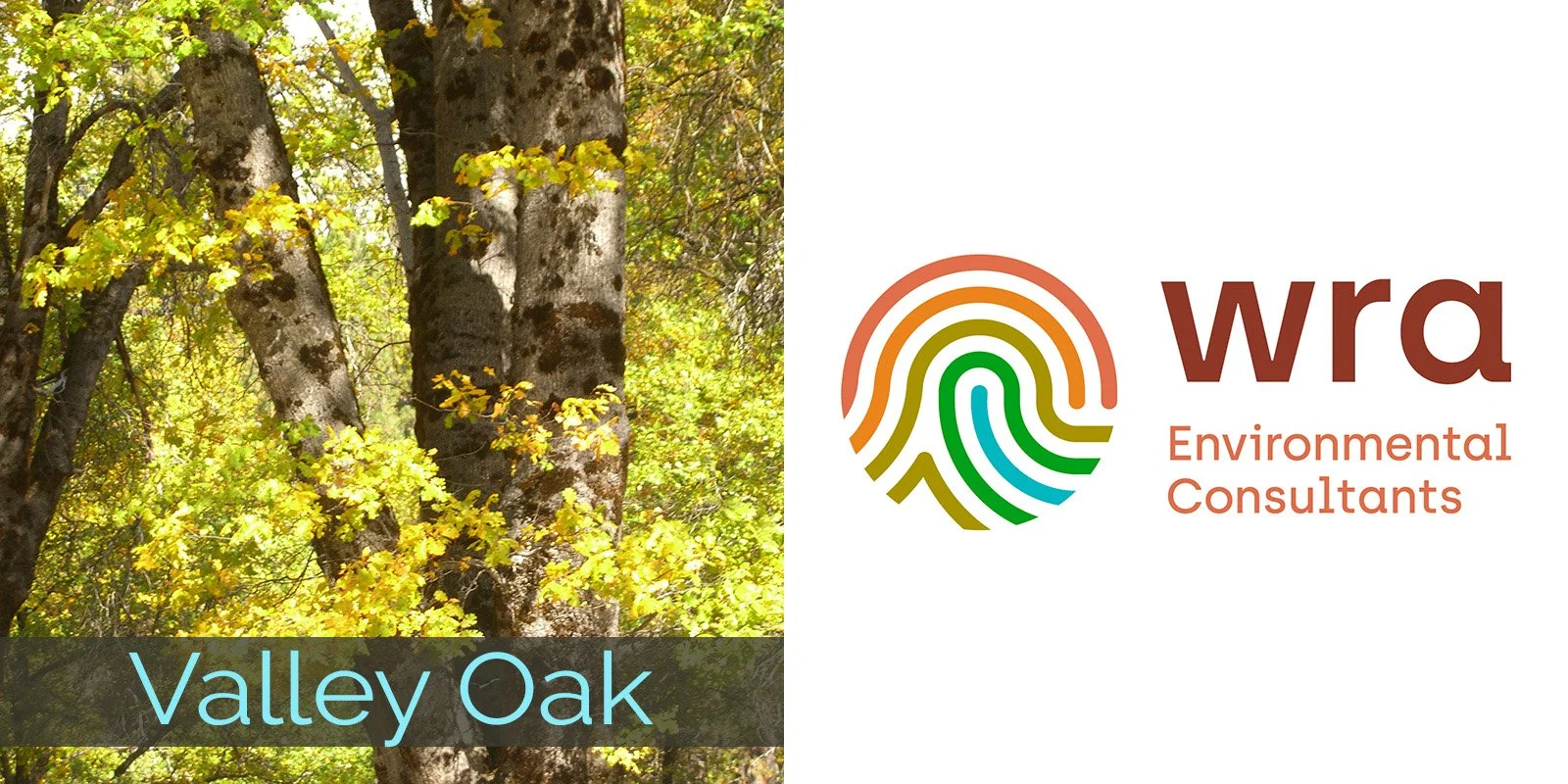 2026 valleyoak WRA.jpg