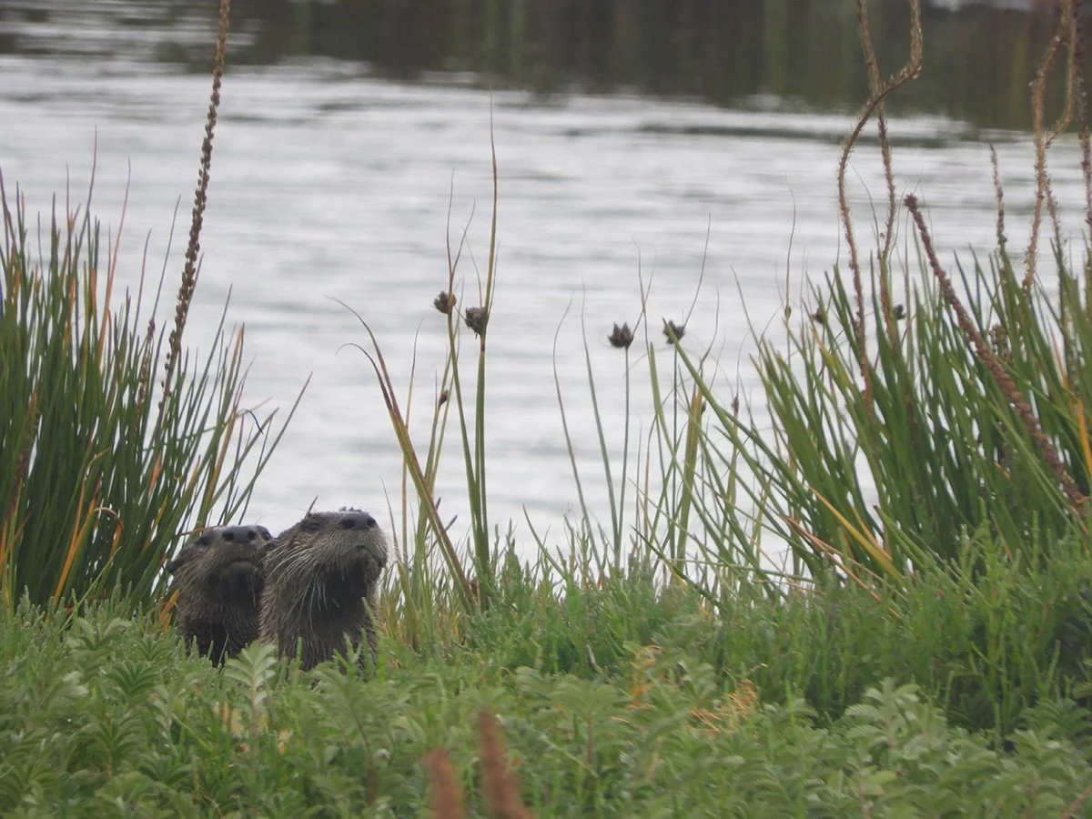 ER NA River Otter.jpg