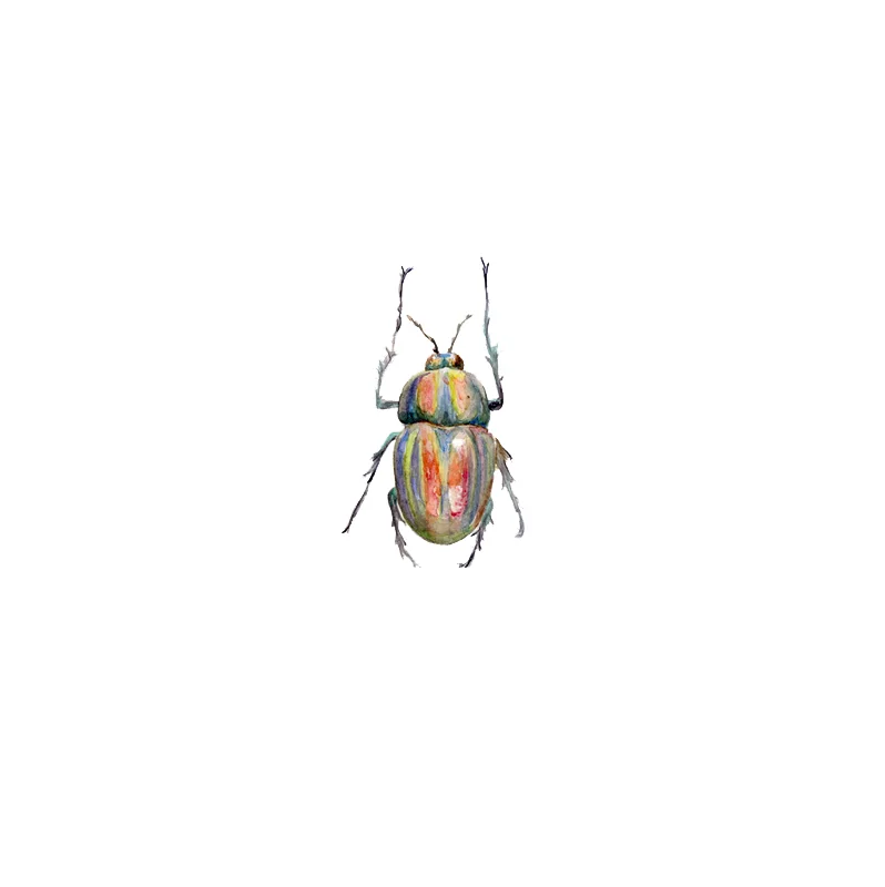 beetle.jpg