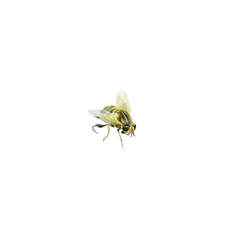 bee.jpg