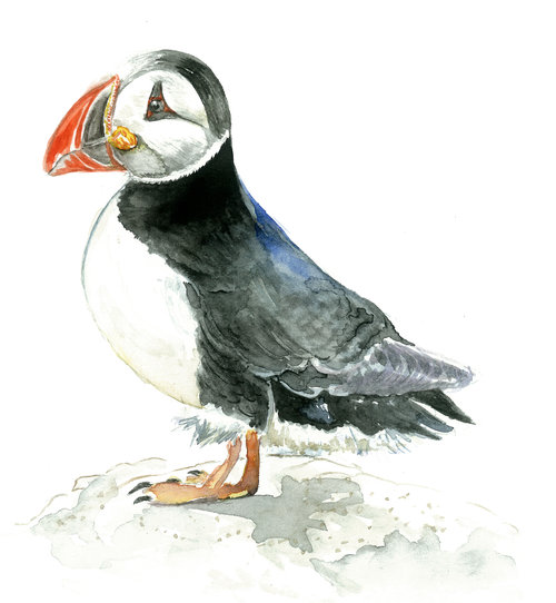 puffin.jpg