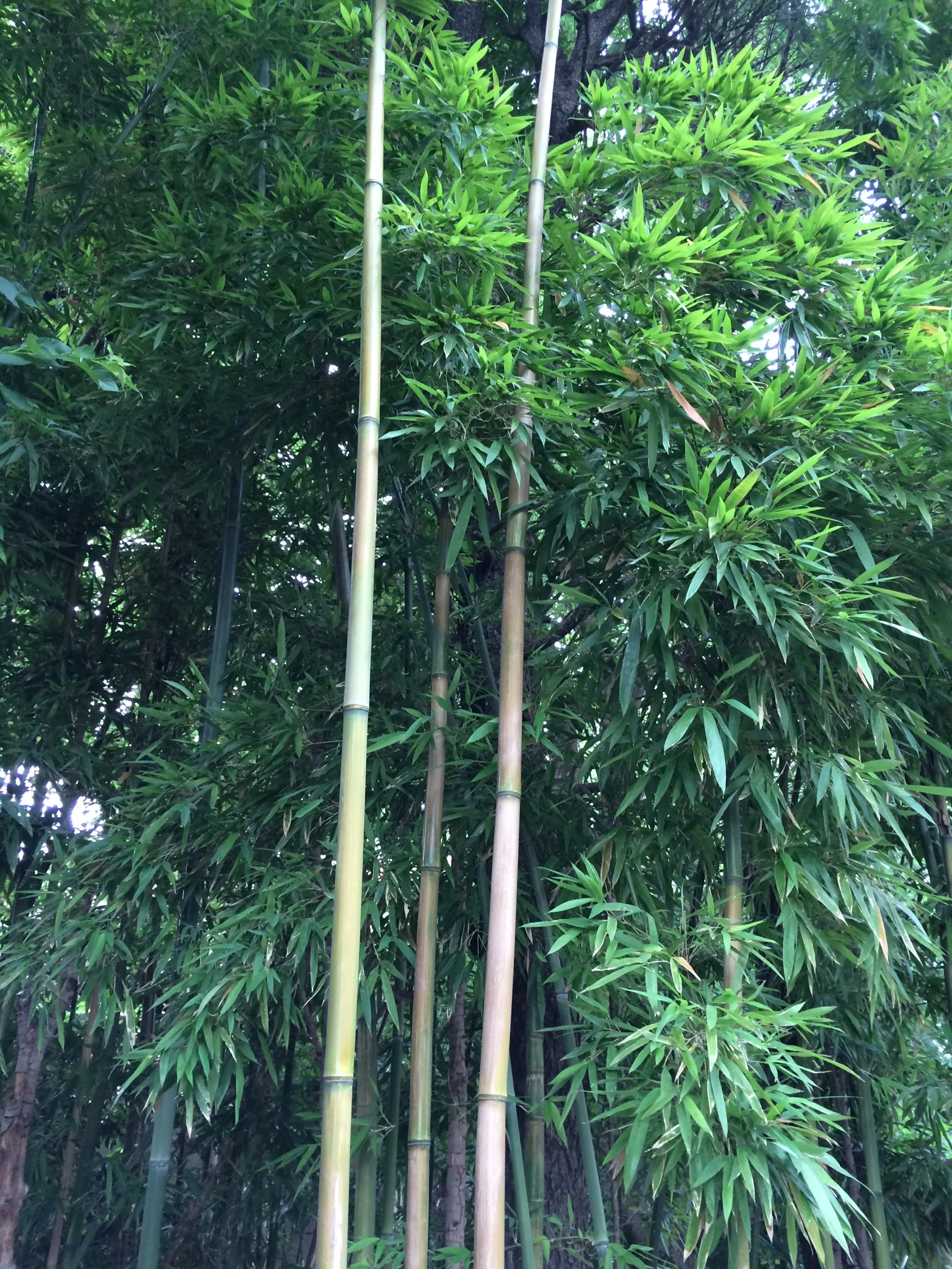 Premiere of Jitterbug