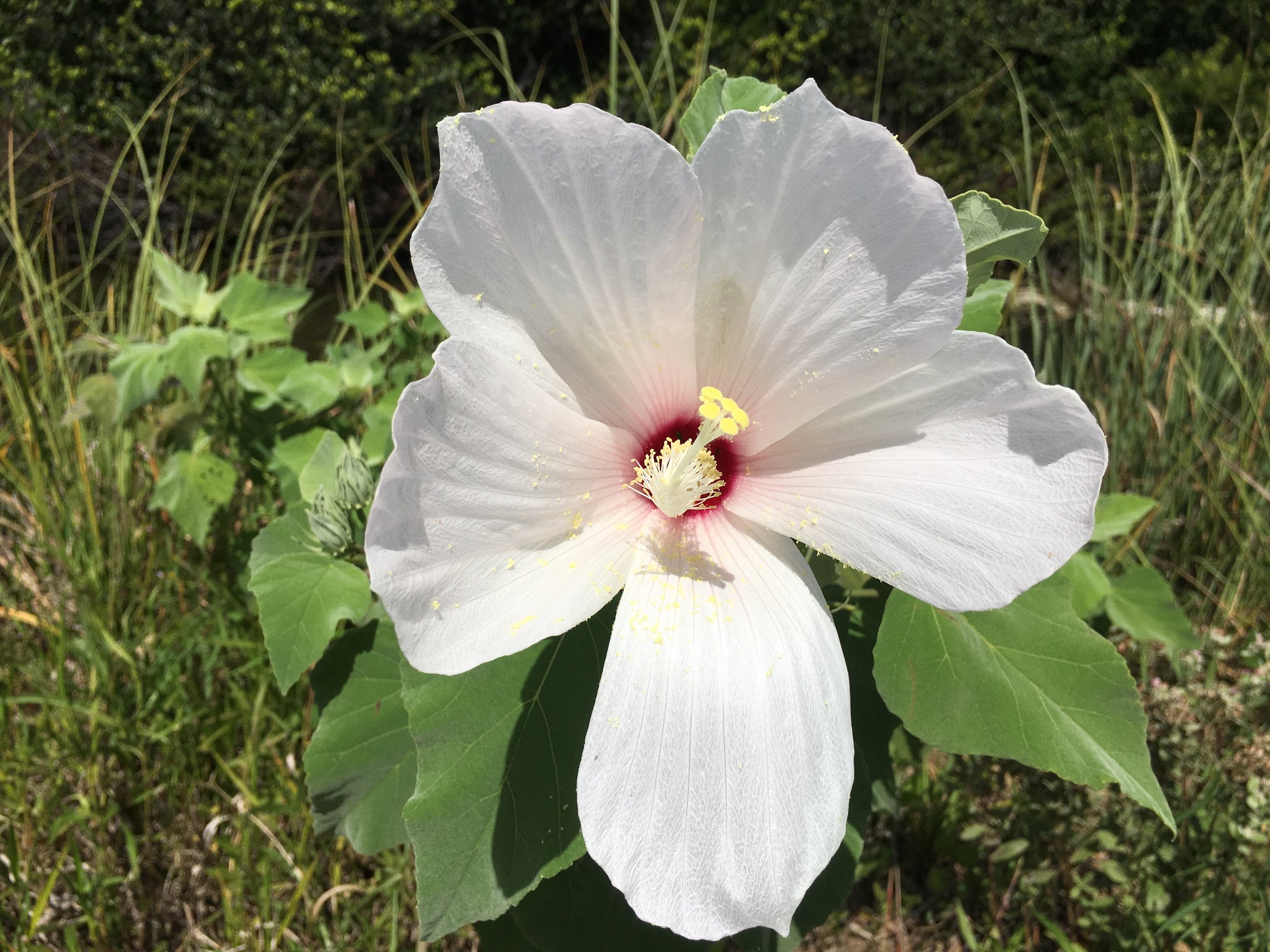 Refreshing the Feeling