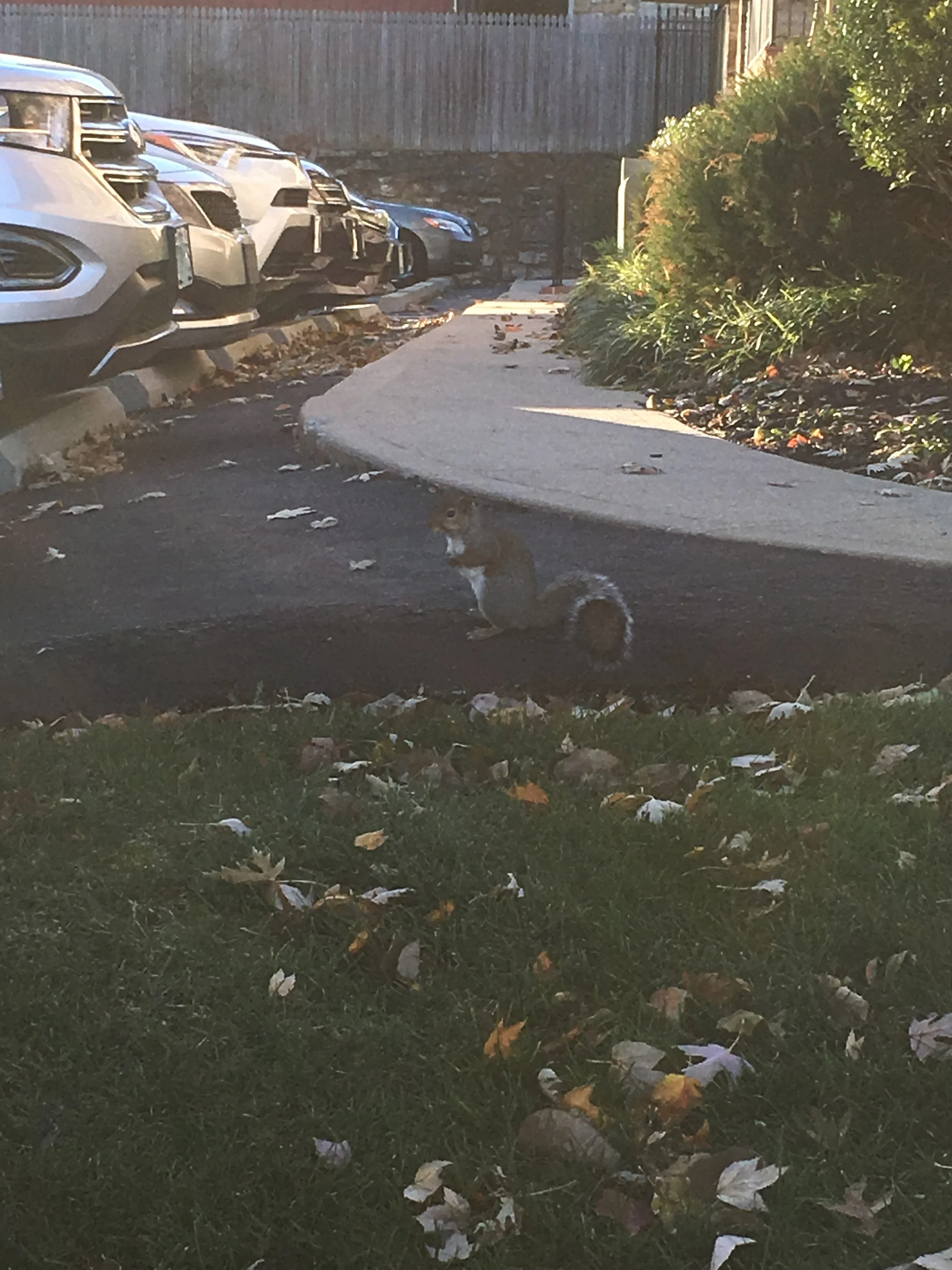 On Universals (Something to Say Pt. II)