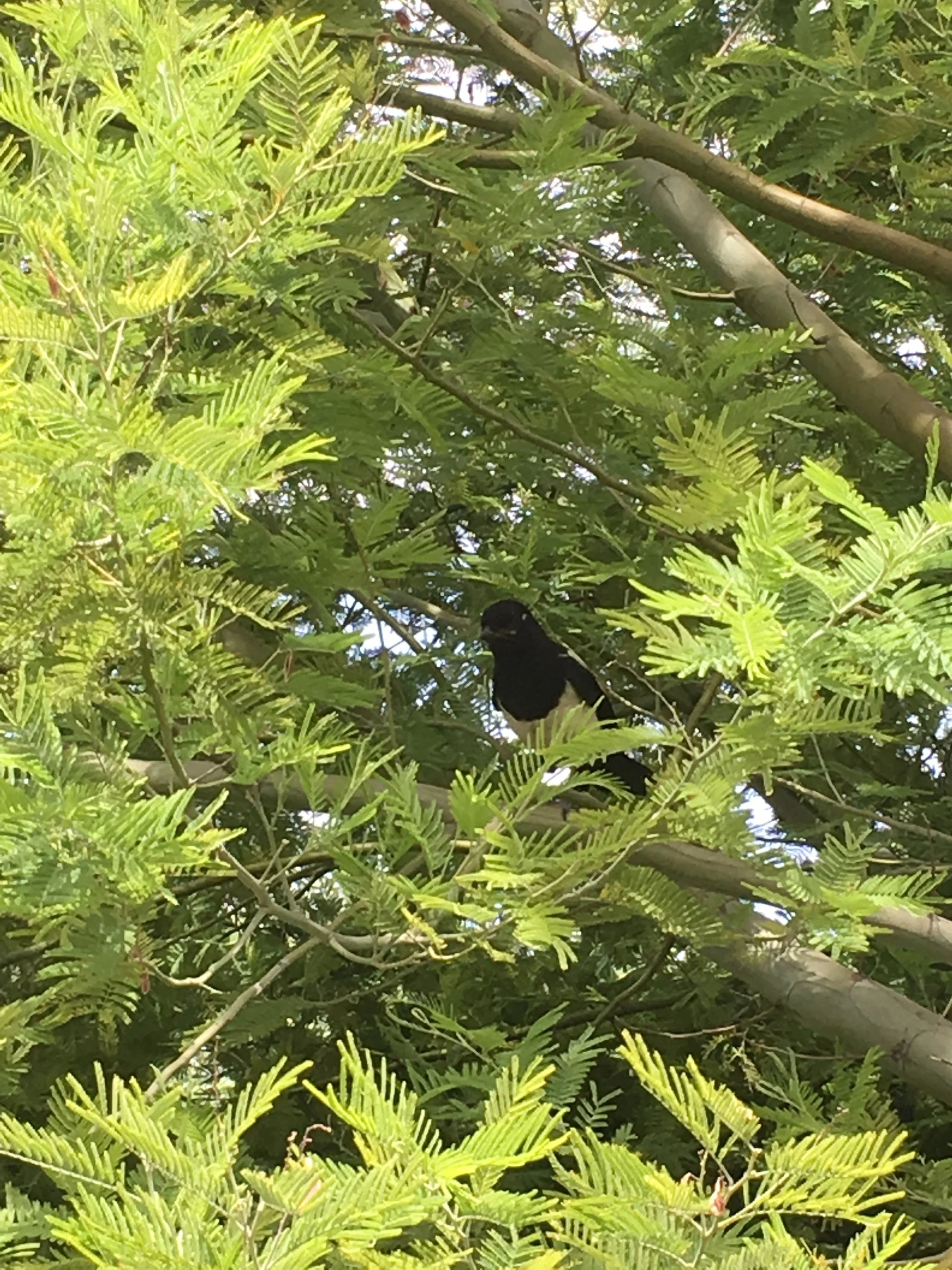 "Debussy Reimagined" at the KC Library