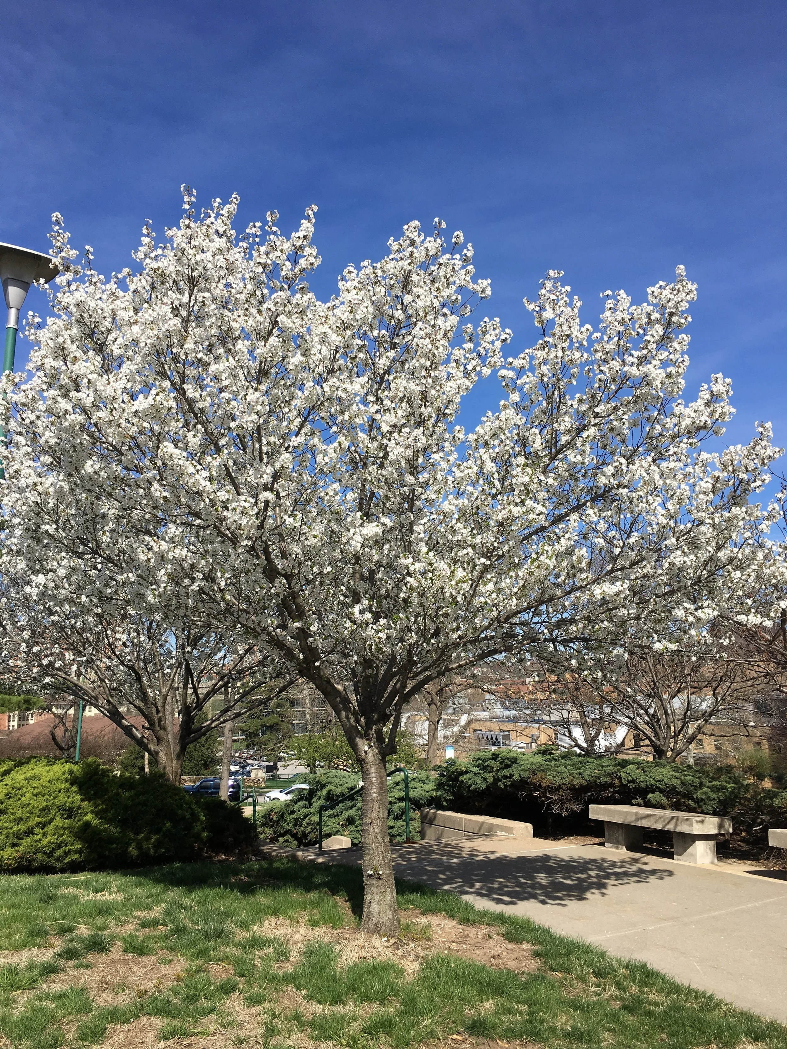 The Gestalt Musical Experience (Something to Say Pt. V)