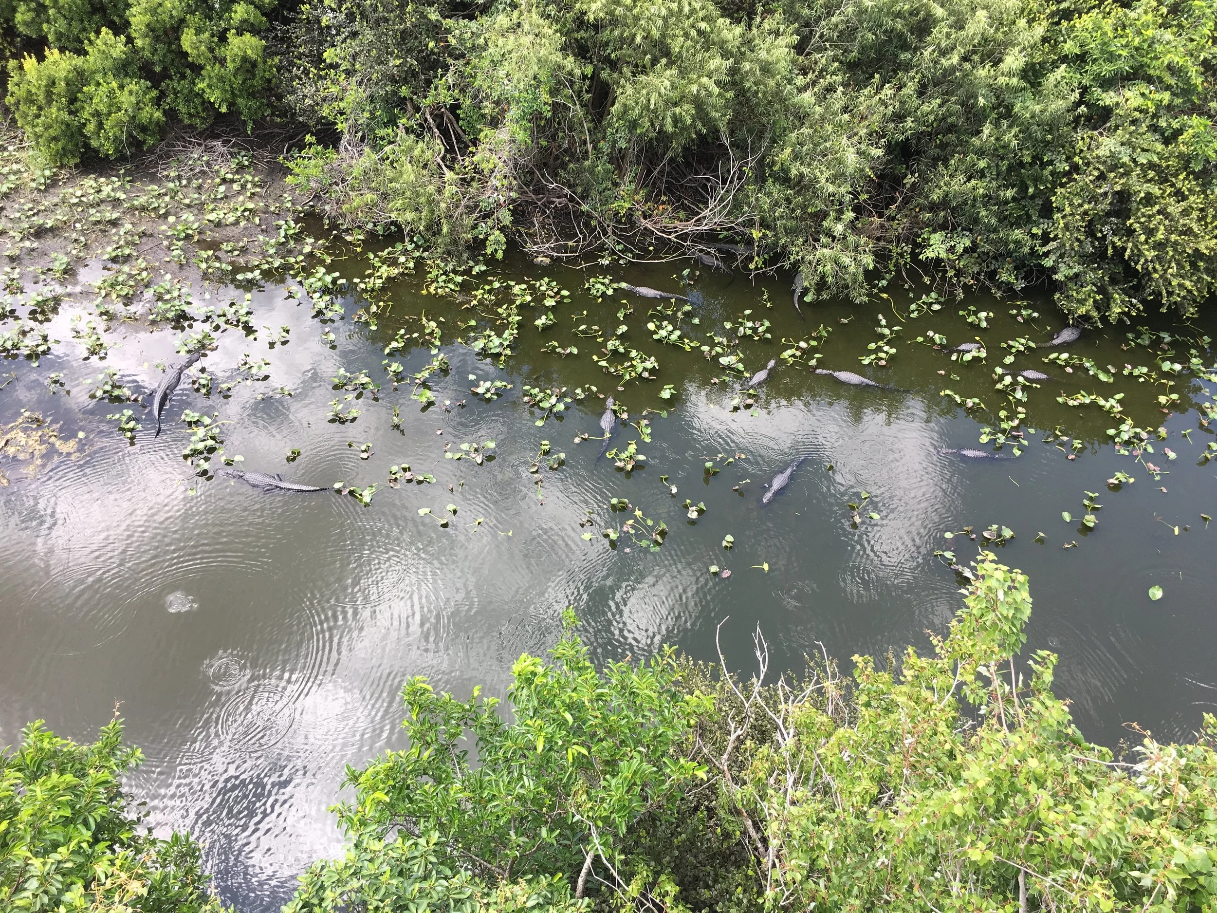 Cancelled... Napoleon Electronic Music Festival