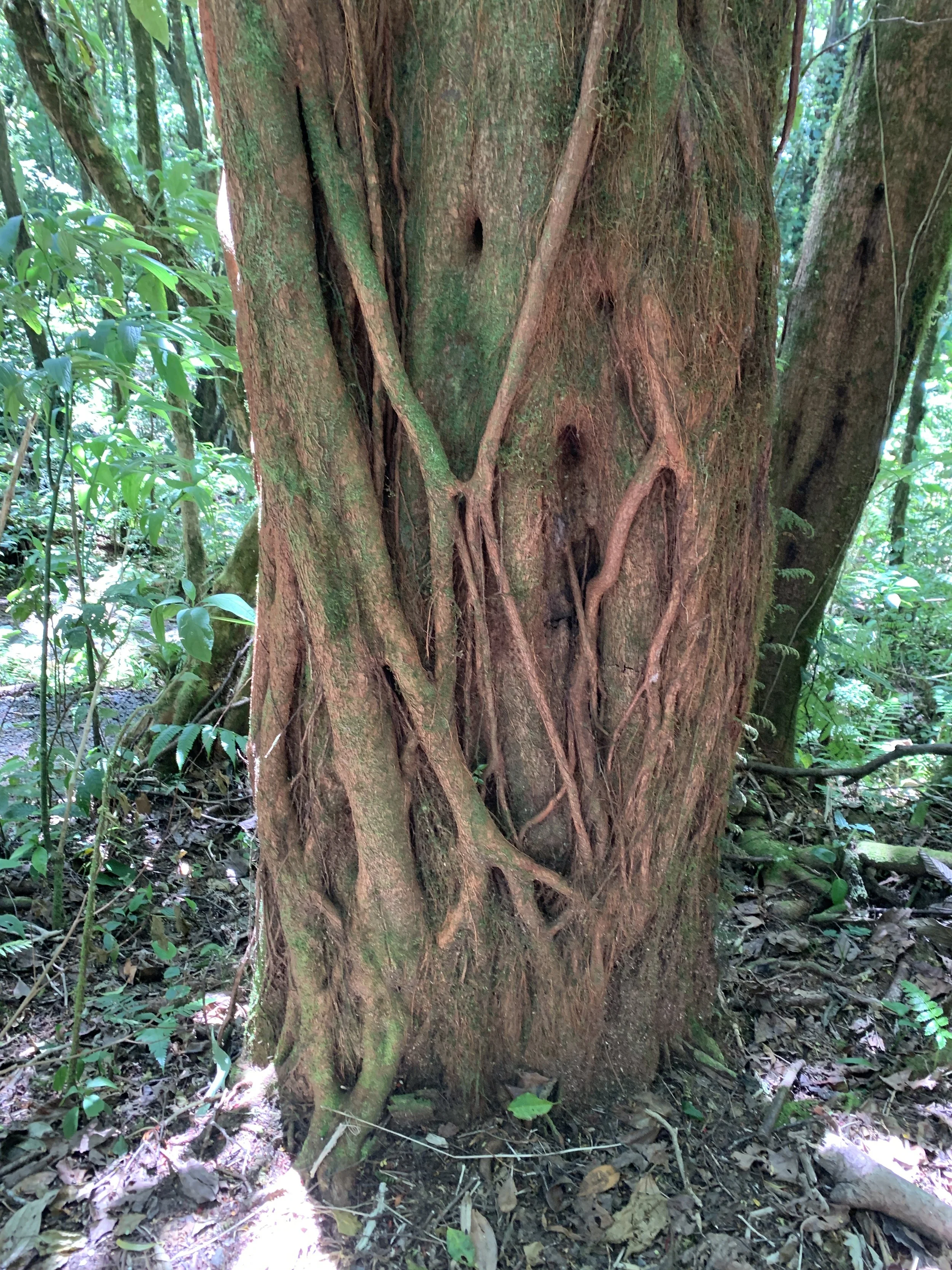 Wooster Contemporary Chamber Ensemble