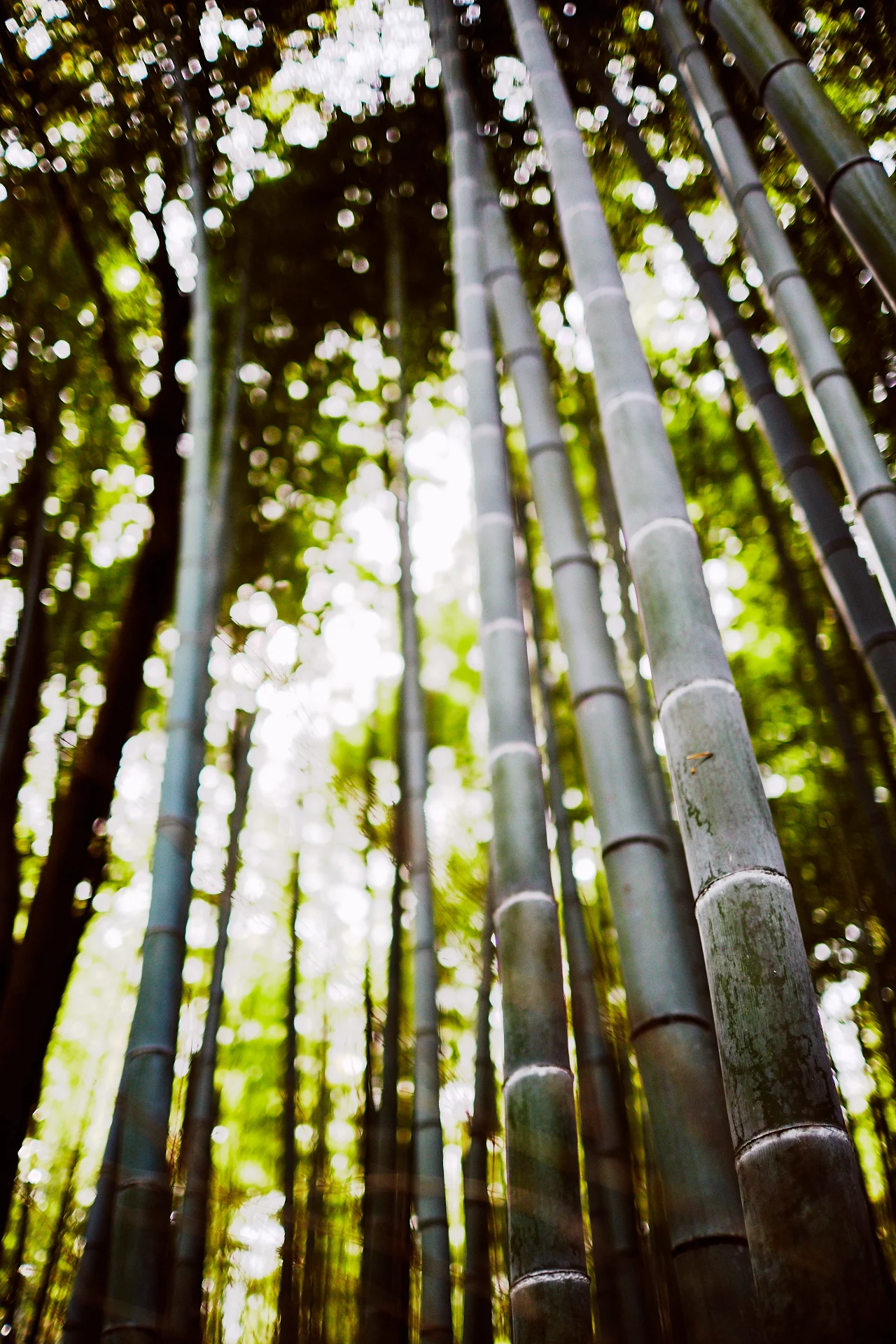 Bamboo, Kyoto