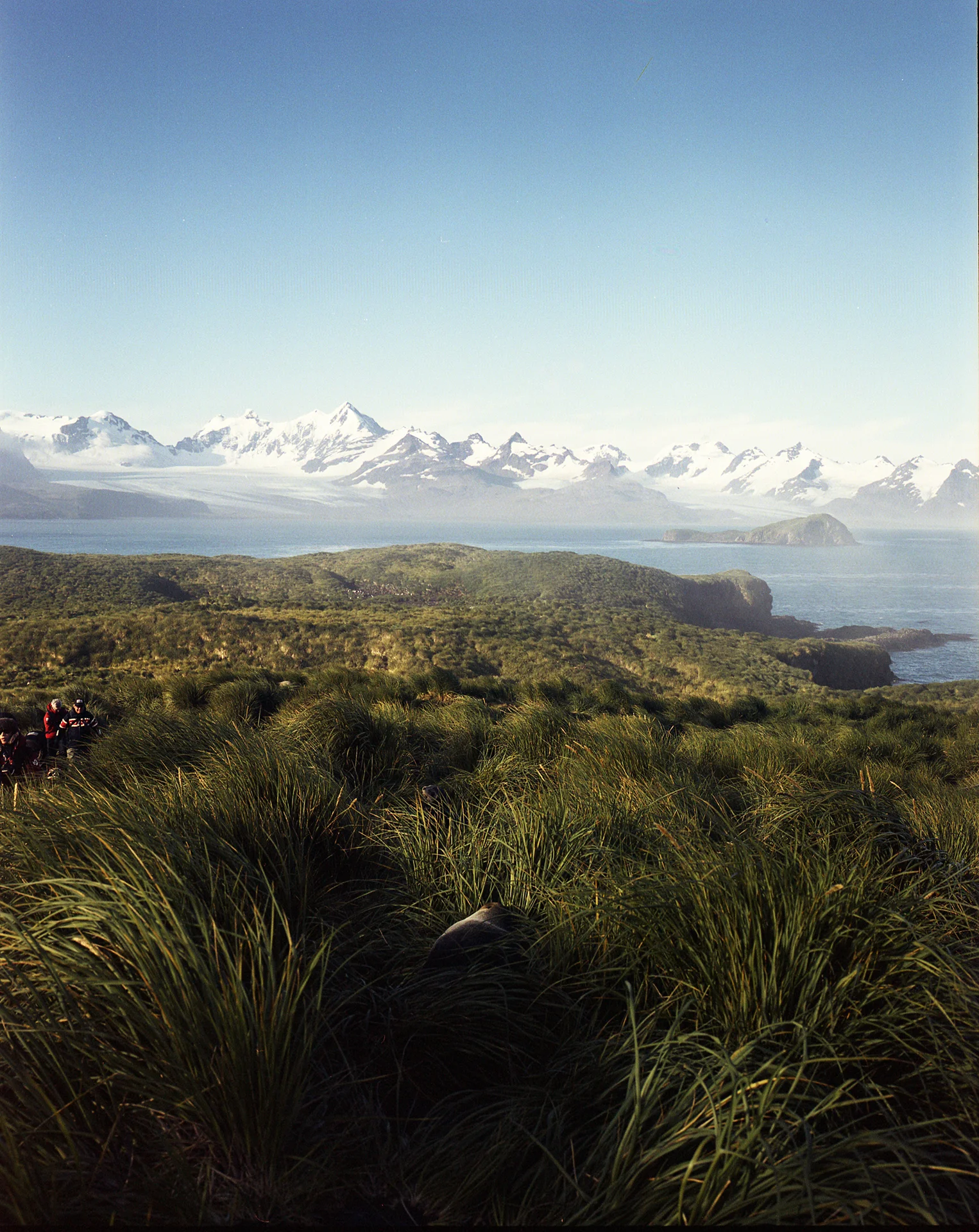 Prion Island, South Georgia