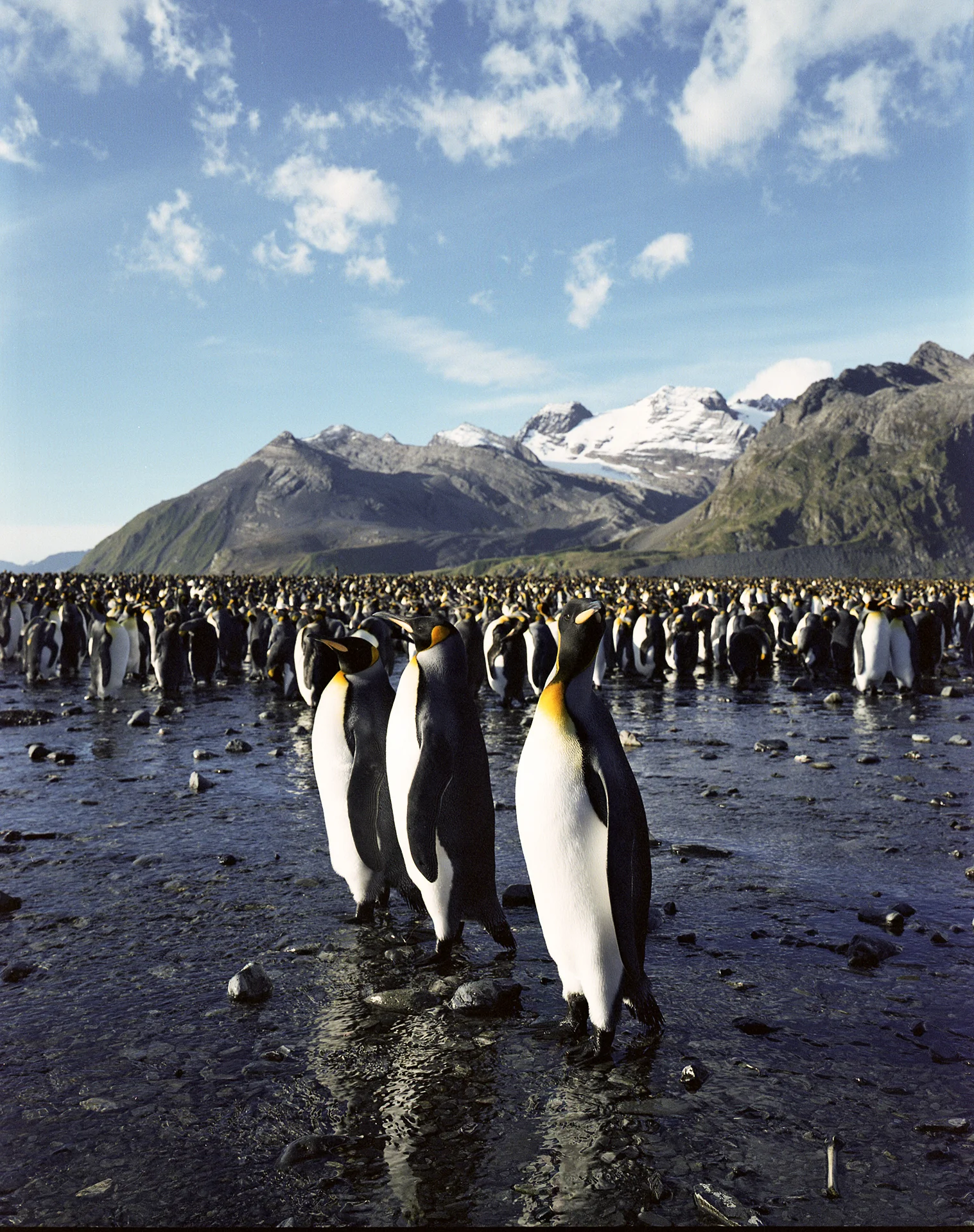 King Penguins, Gold Harbor - South Georgia