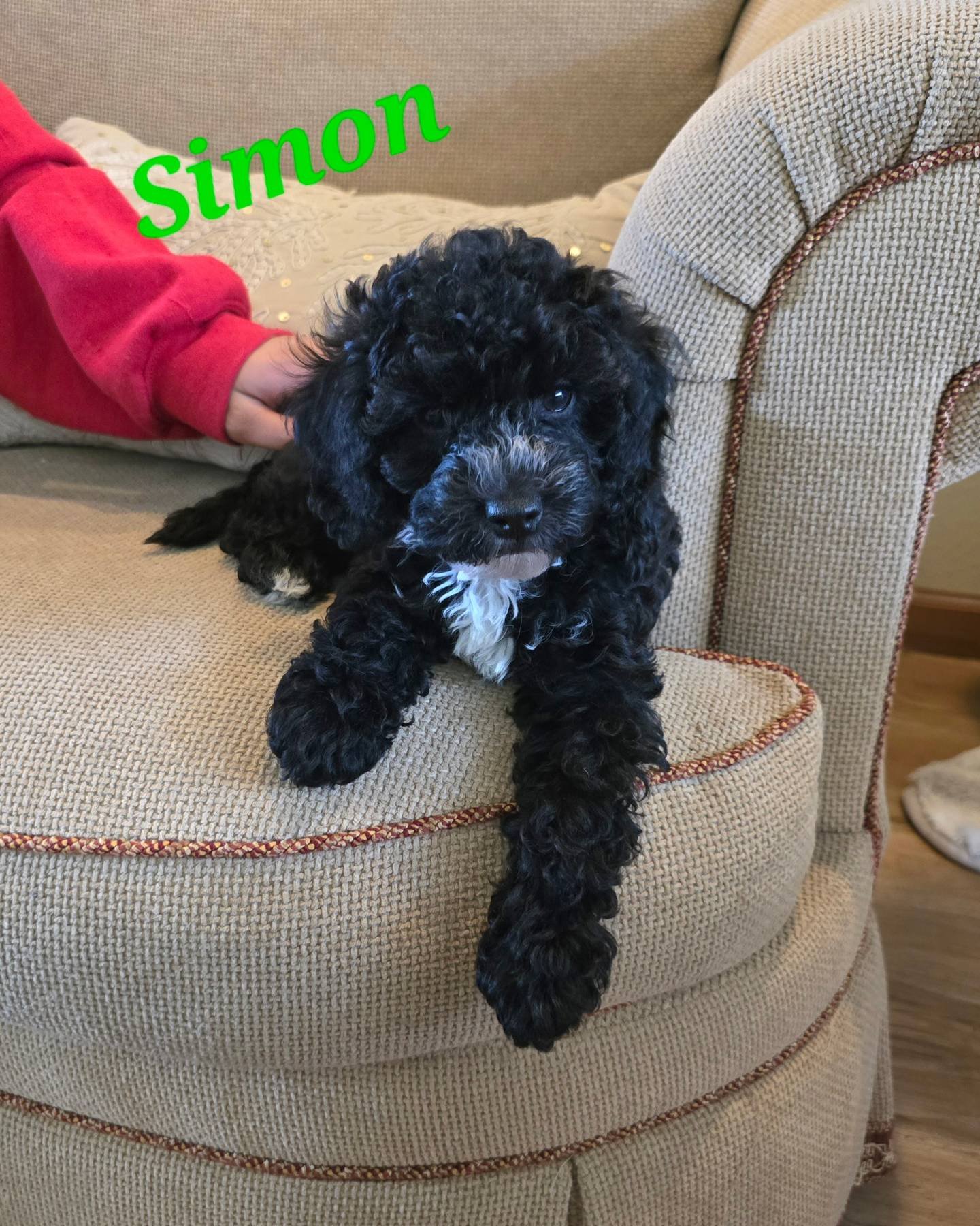 Looking for Forever Families! 🥰

#Australianlabradoodle #Baysidelabradoodles #adoptapuppy #instapuppy #doodlesofinstagram #doodles #instadog #bark ##australianlabradoodlesofinstagram