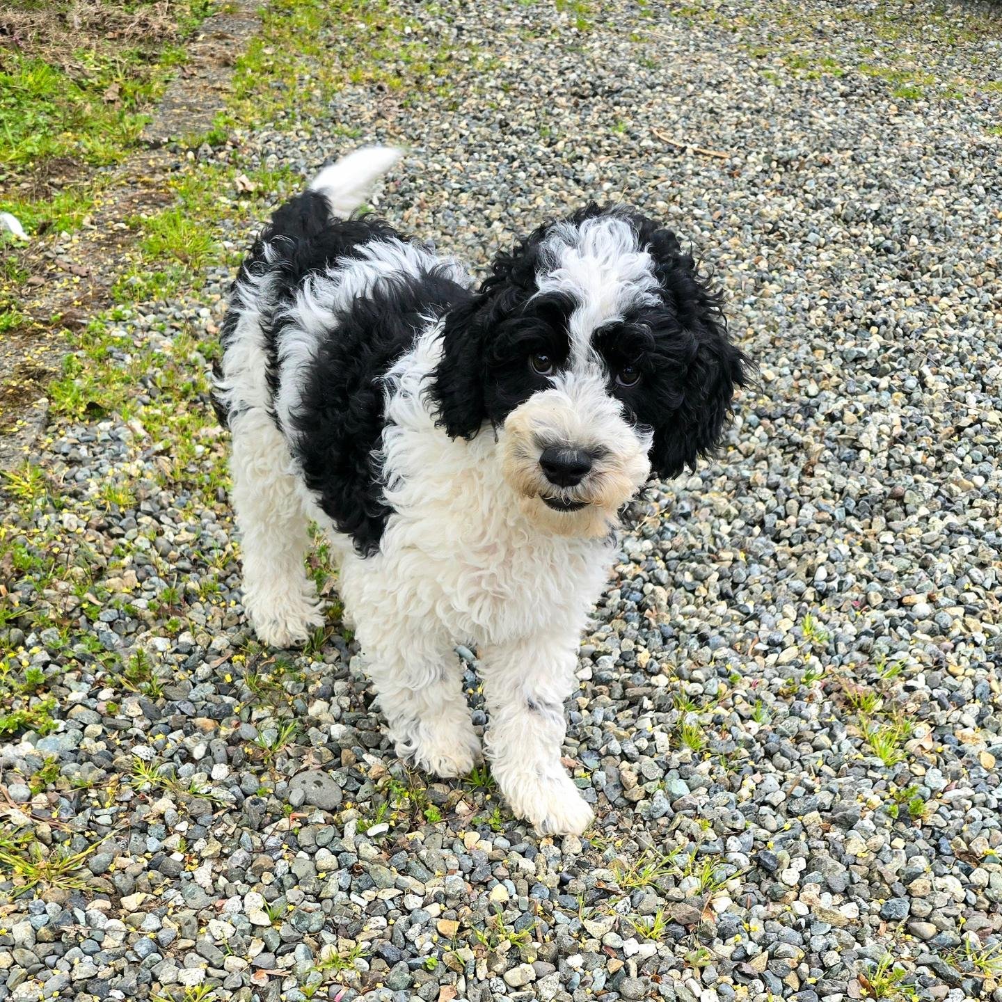 Alvin says LET'S GO!  Adopt a new adventure  buddy.  He is ready for any door to open so he can explore and play! 

#doodlenation #Australianlabradoodle #instapuppy #adventure #buddy #dogbuddy #instadoodle #instadog #bark #doodles #adoptapuppy #austr