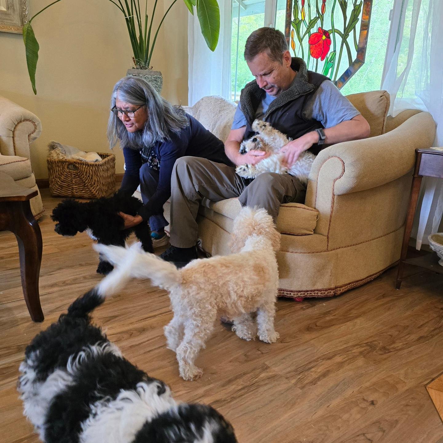 My favorite part of the job.  Puppy selections and getting to know our families. 

#perfect #pickme #simon #australianlabradoodle #australianlabradoodlesofinstagram #instapuppy #instadog #doodledays #doodlelove #doodlesofinstagram #poulsbo #miniaustr