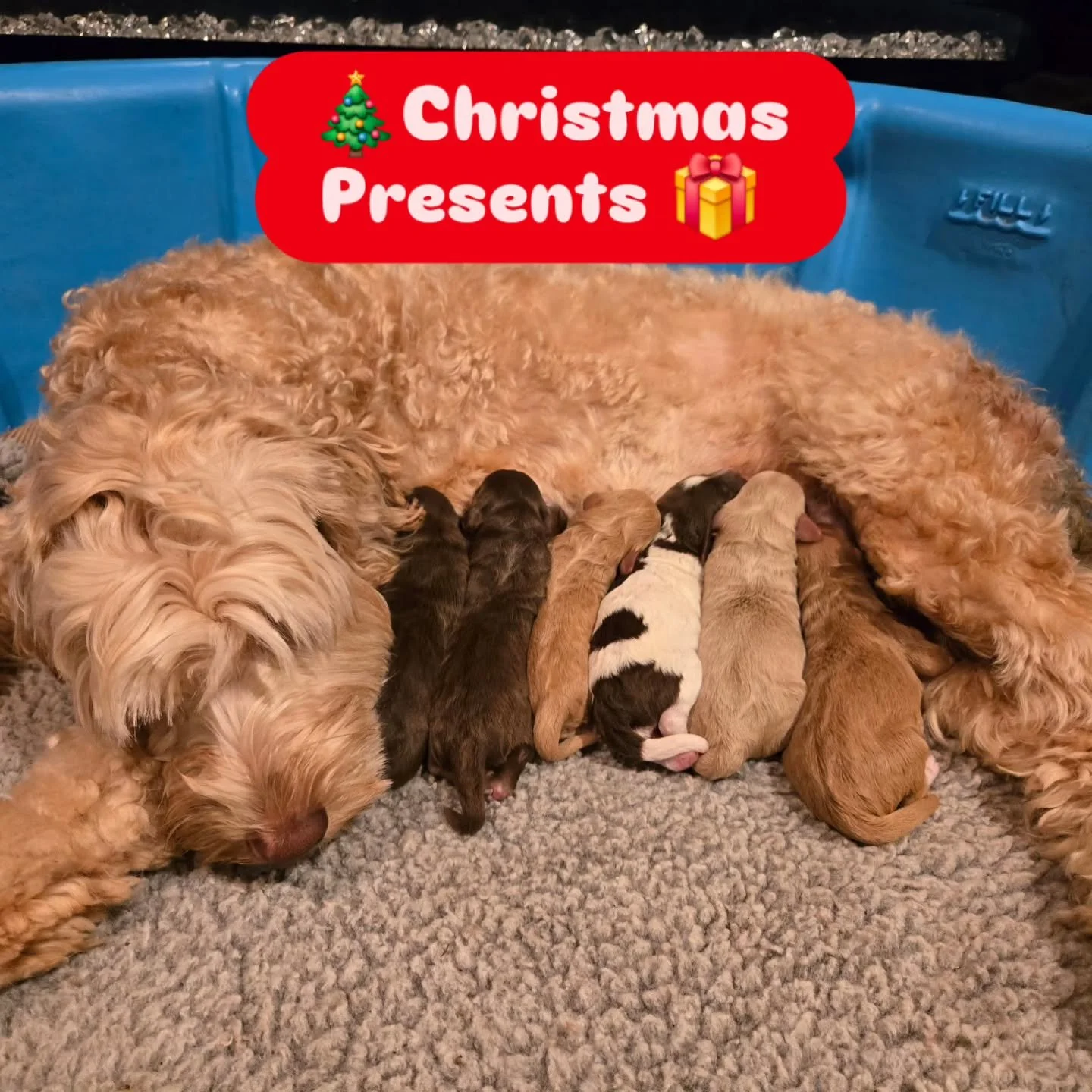 The Perfect most Cuddly, Adorable, Loving Christmas Gifts!
BAYSIDELABRADOODLES.COM 
#christmasdog #christmaspuppy #presents #Christmas #australianlabradoodlebreeder #australianlabradoodle