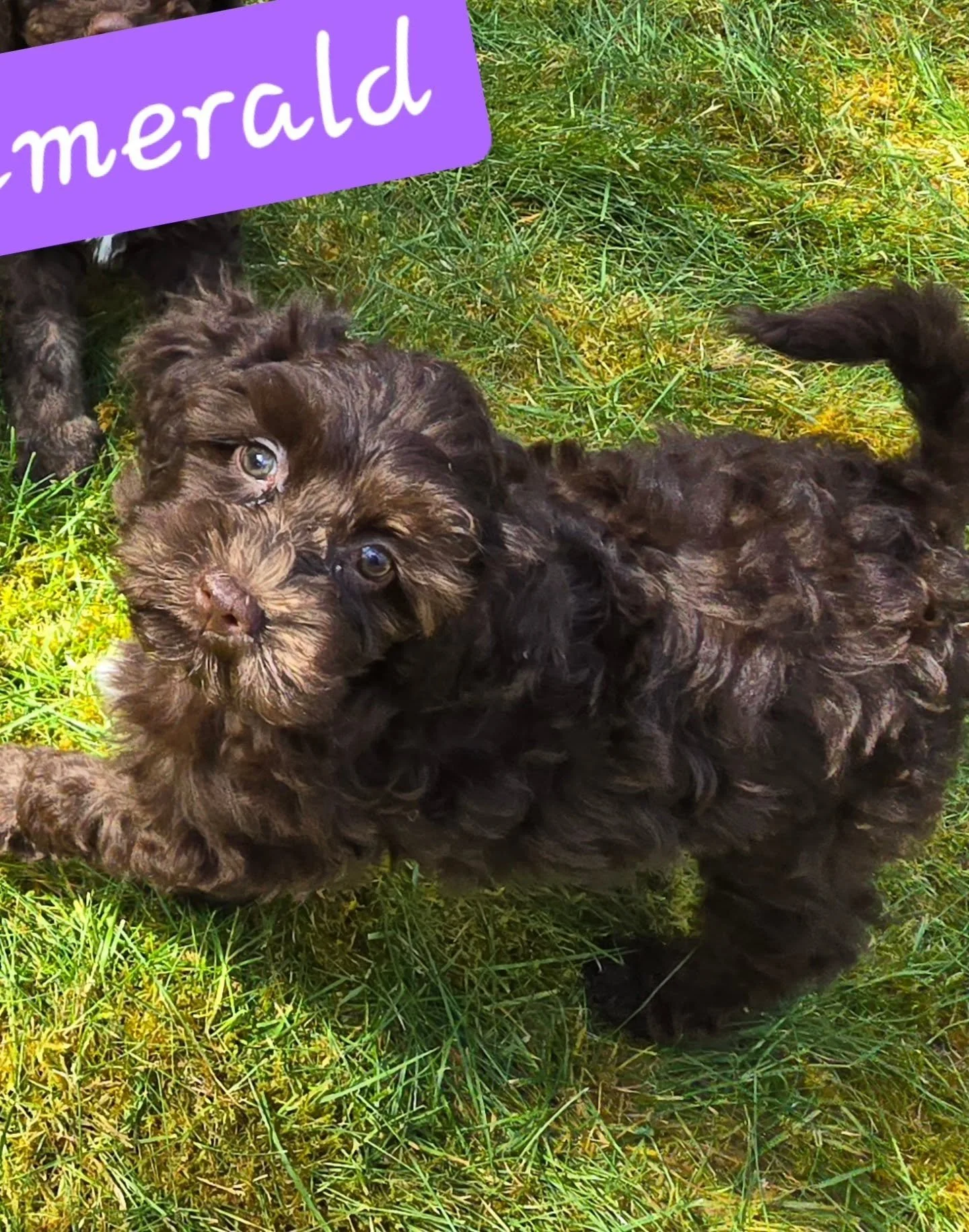 Look at these faces! 😍

Home raised, miniature Australian Labradoodles in the Seattle area.

Baysidelabradoodles.com 

#australianlabradoodlebreeder #australianlabradoodles #doodlepuppies #seattlelife