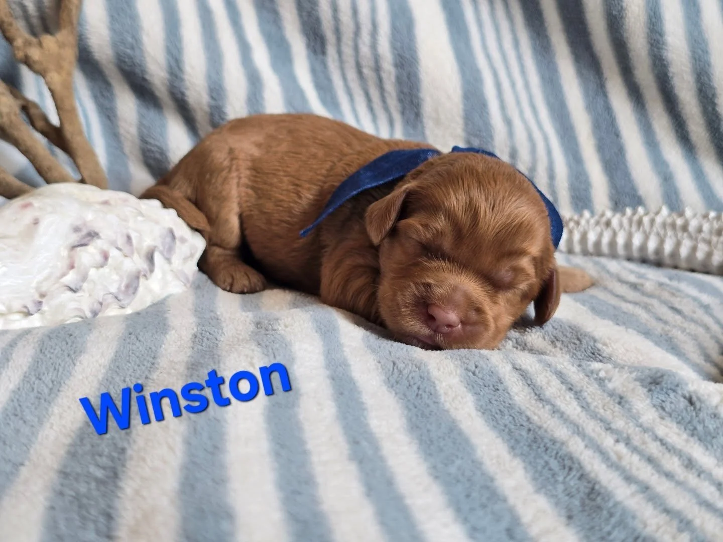 Theses sweet Australian Labradoodle puppies are dreaming their days away waiting for their eyes to open this week.

#australianlabradoodlesofinstagram #AustralianLabradoodle #doodlelife #puppies #seattledoodles