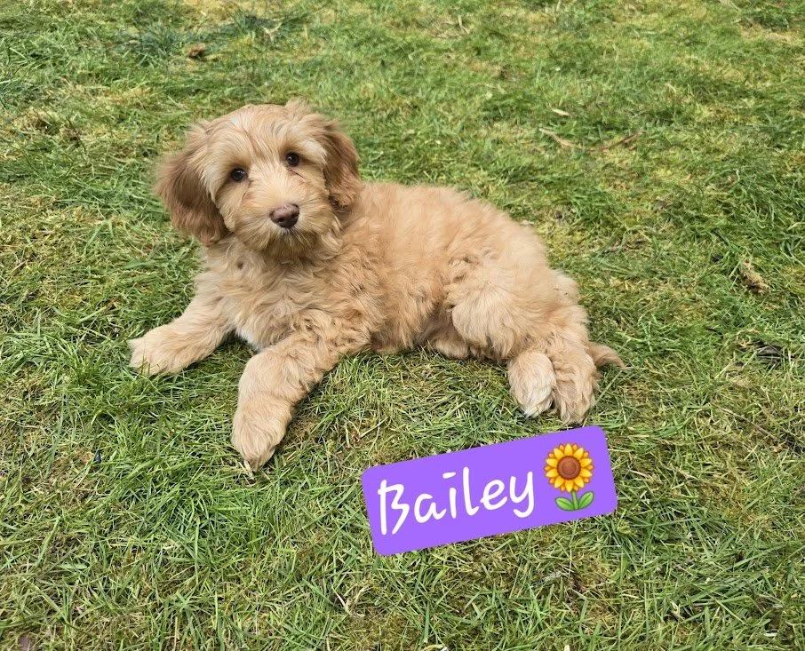  Available: Bailey, Miniature Female 