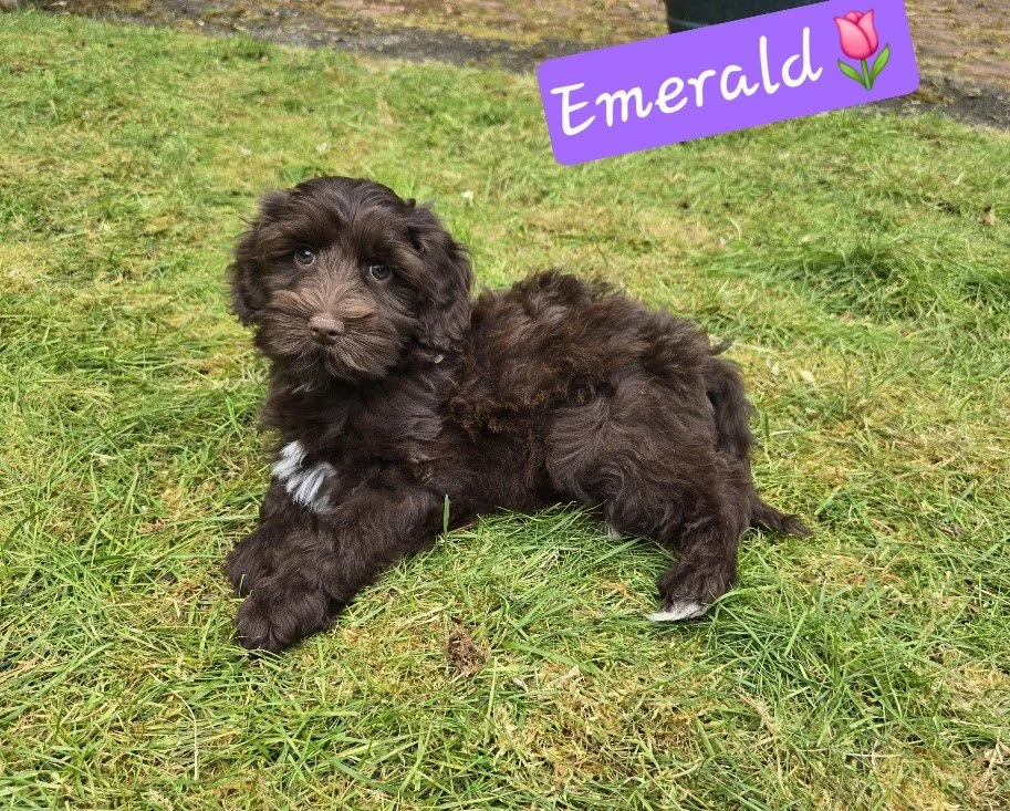  Available: Emerald, Small miniature Female 