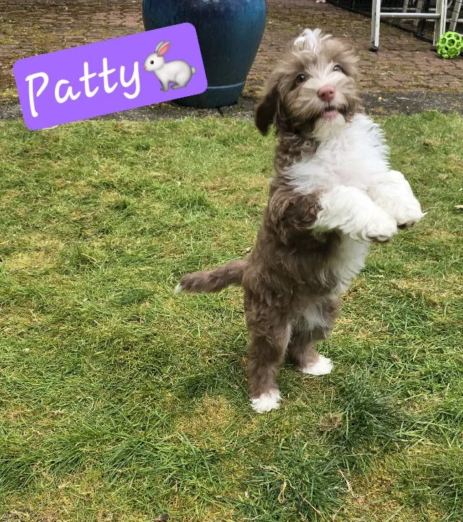  Available: Patty, Miniature Female 