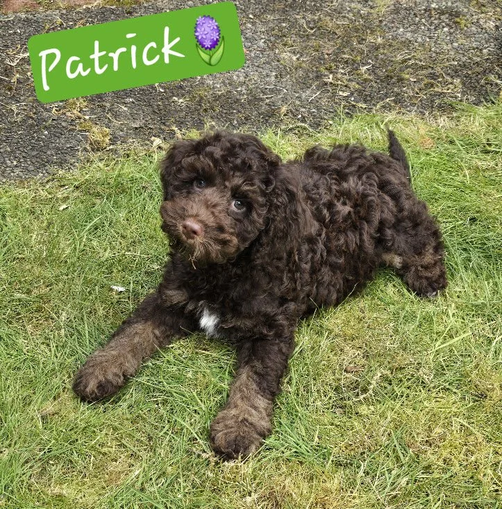   Adopted: Patrick  