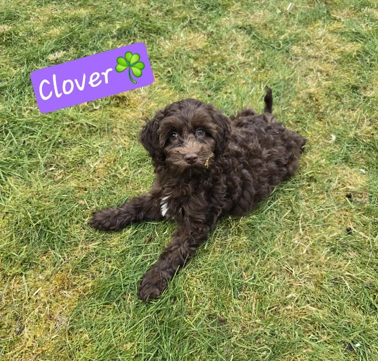  Available: Clover, Large Miniature Female 