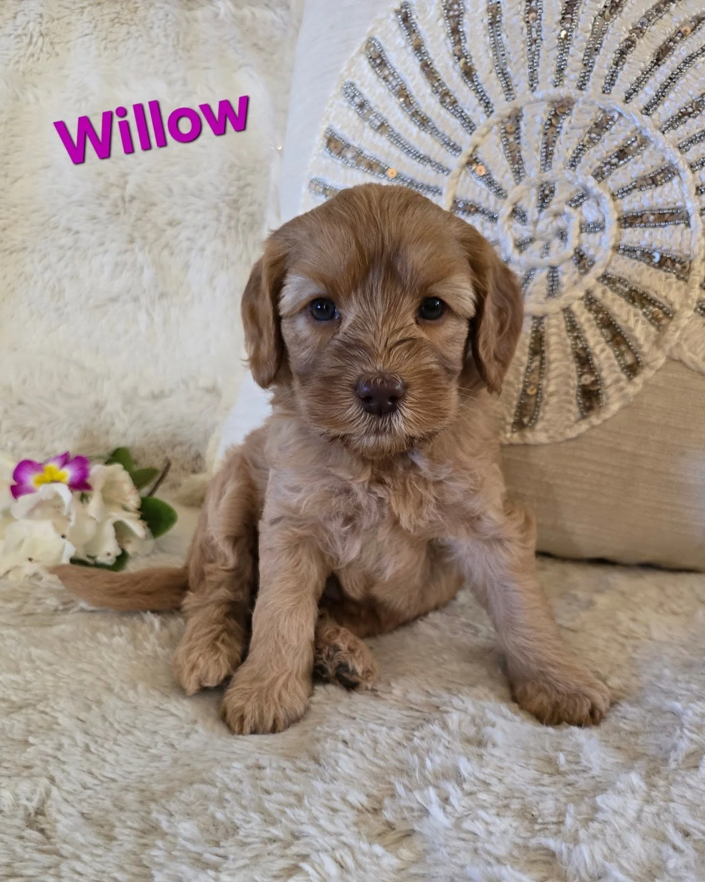 🐾LOVE DISPENSERS! 🥰

These sweet Australian Laboradoodles will not give you hair on your clothes (non-shedding), they will not give you sneezes from allergies (hypoallergenic), but they will give you unconditional love. 🥰

Baysidelabradoodles.com 