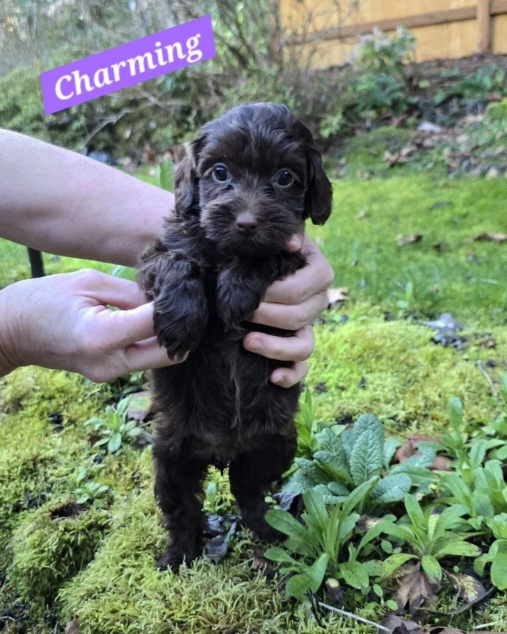   Adopted: Charming  