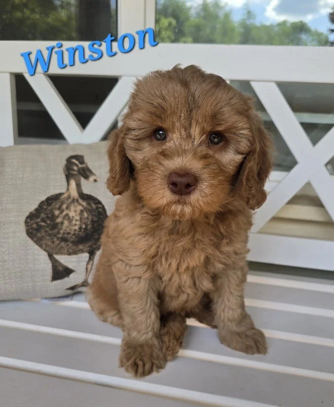 Winston: Available