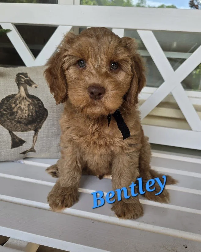 Bentley: Available