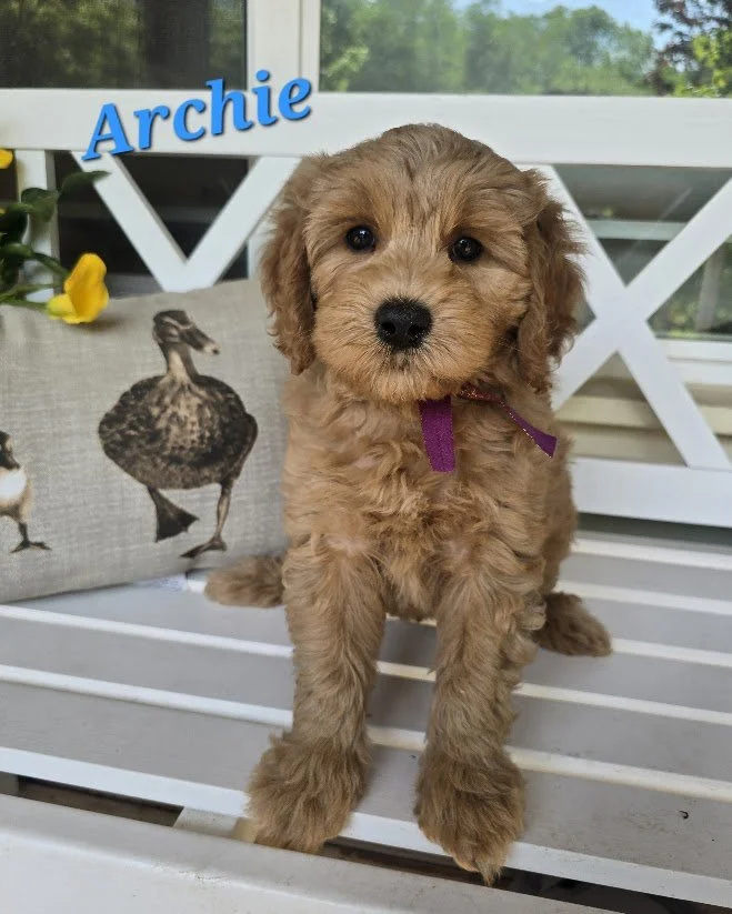 Archie: Available