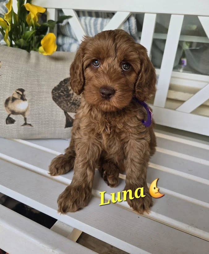 Adopted: Luna