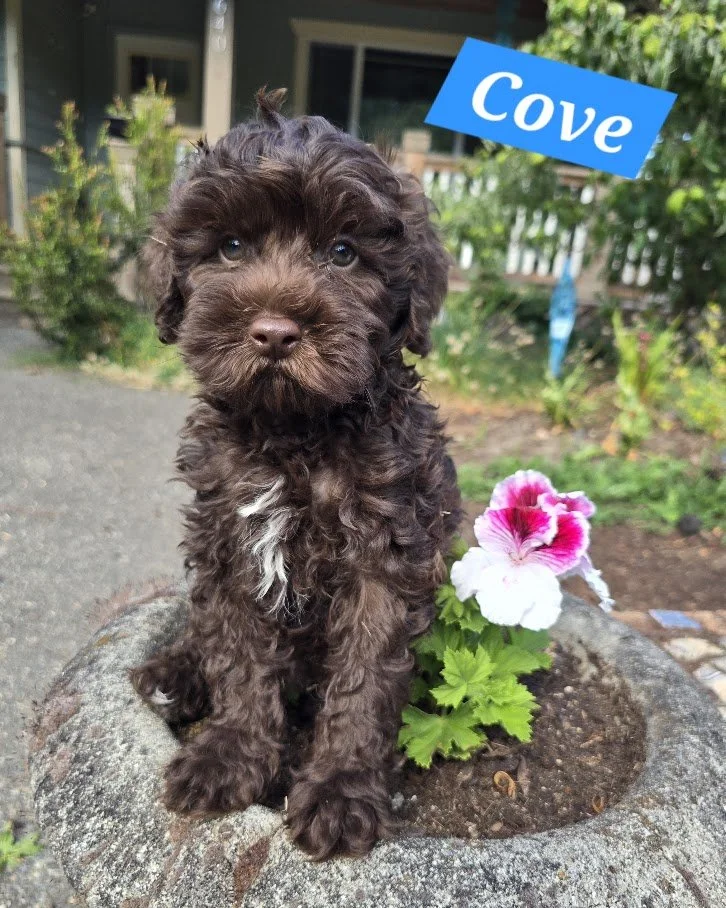 Cove - Male - Available