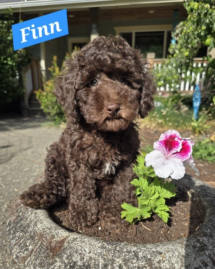 Finn - Male - Available