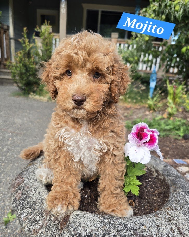 Mojito - Male - Available