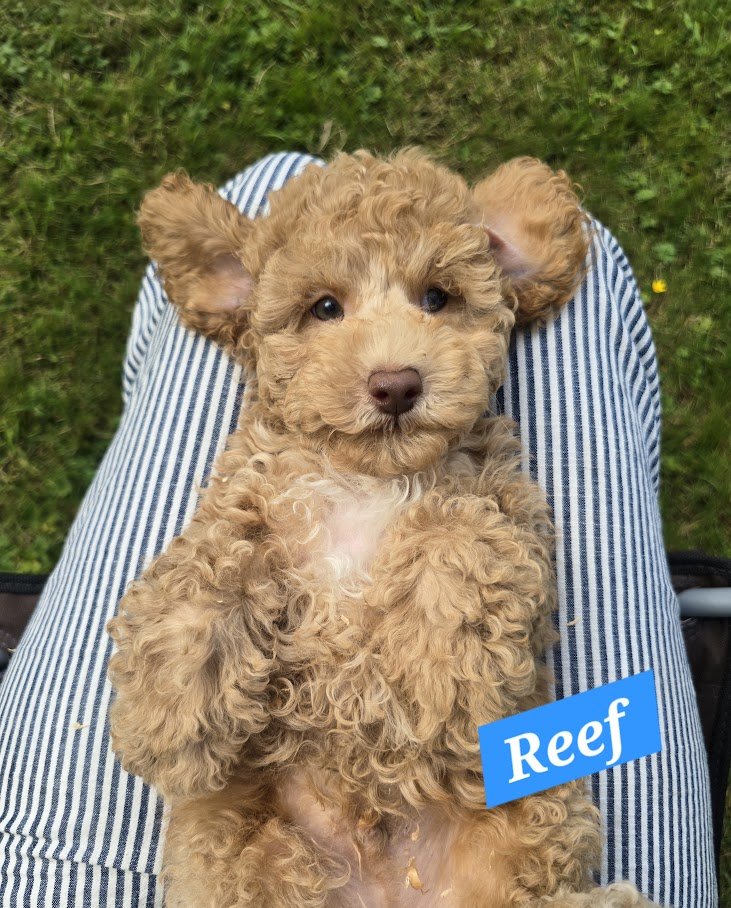 Reef - Male - Adopted