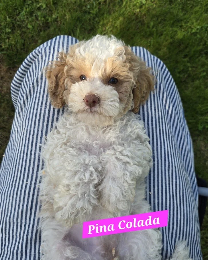 Pina Colada - Female - Available