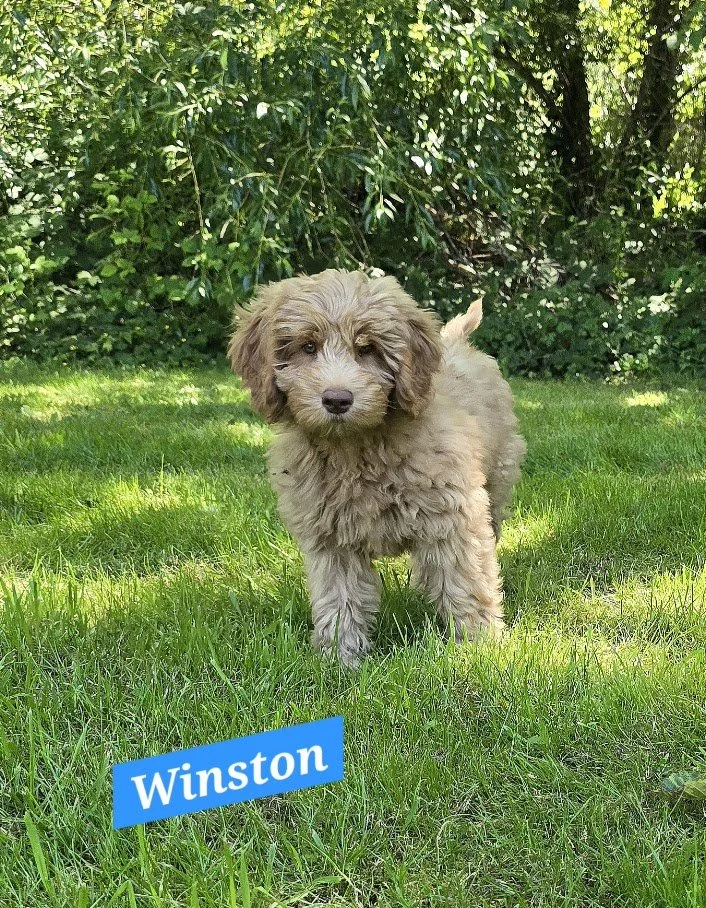 Winston - Medium Male - Available 