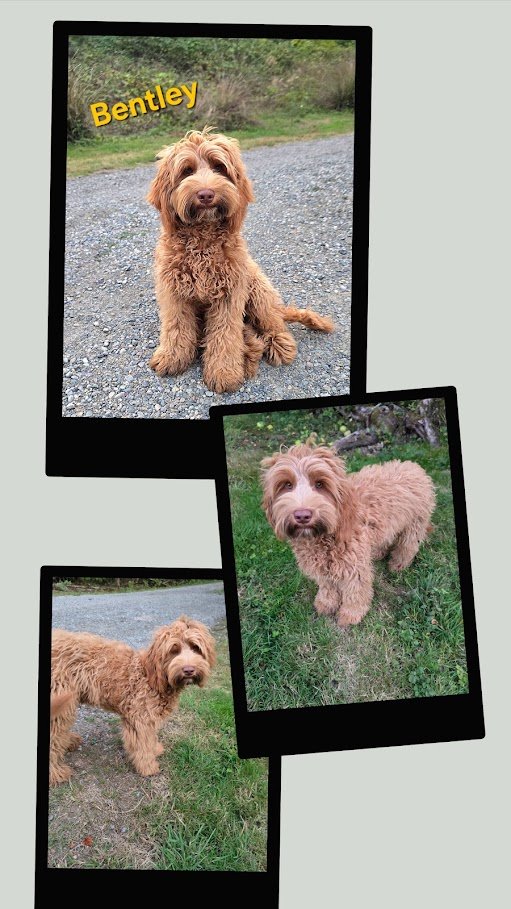 Bentley