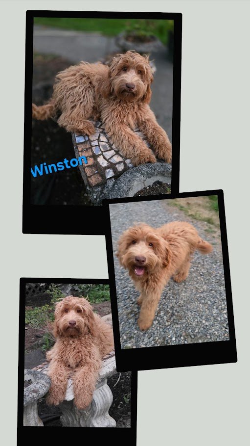 Winston