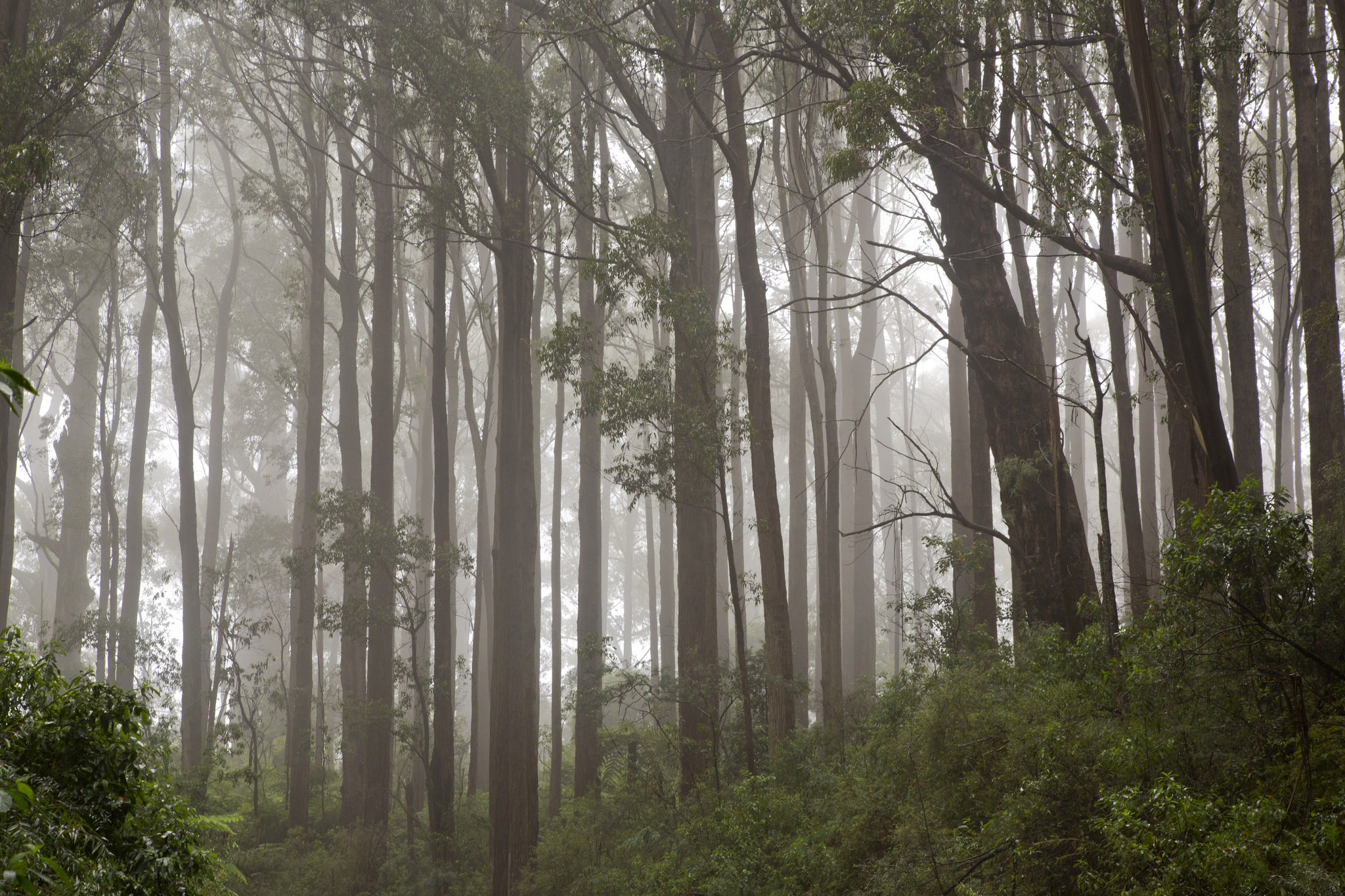 Mountain ash in fog. Lizardstomp/Flickr (CC BY-NC-SA 2.0)