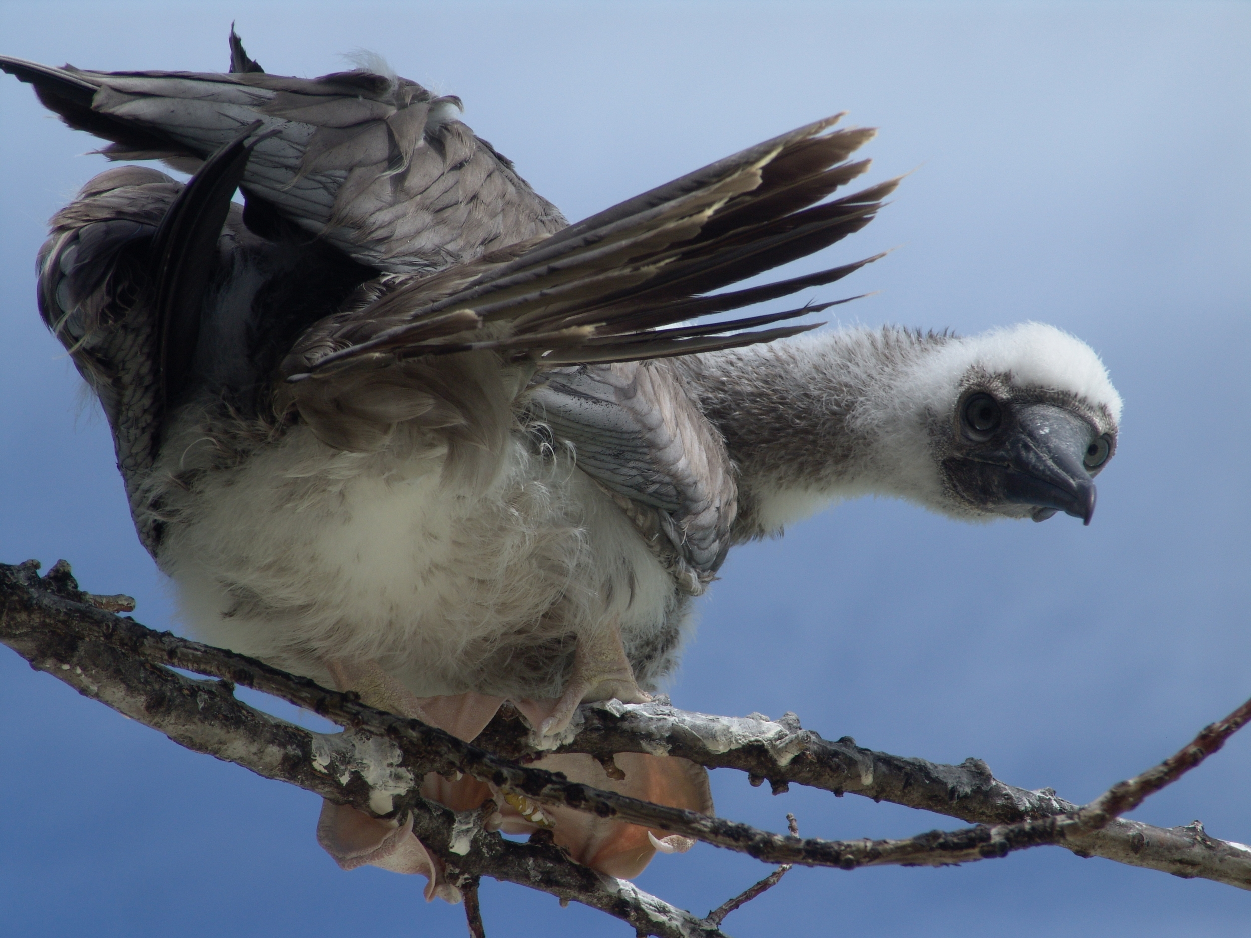 A fledgling red-footed booby on Diego Garcia. Drew Avery/Flickr (CC BY 2.0)
