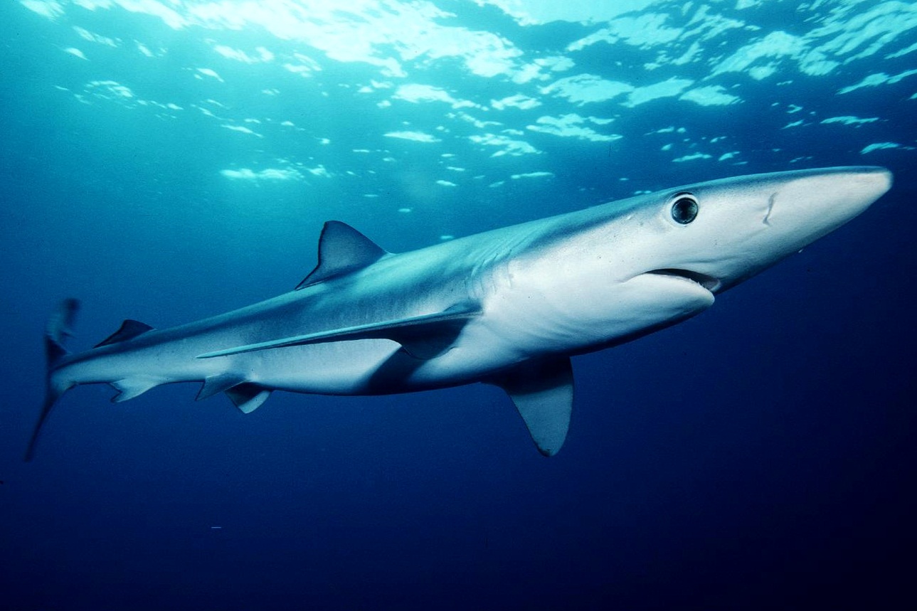 The blue shark is one species threatened by overfishing. Mark Conlin/Wikimedia Commons (public domain)