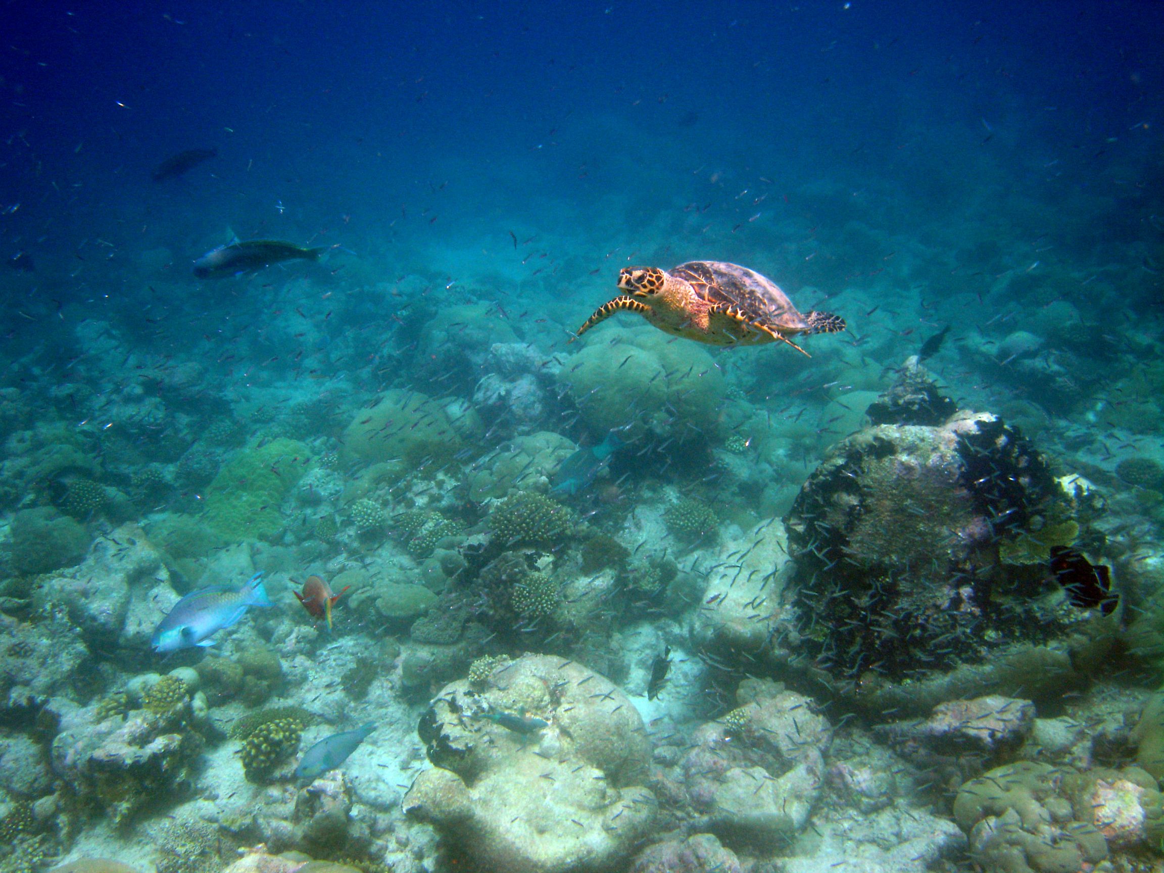 Turtles also make the water around Chagos their home. Foreign and Commonwealth Office/Flickr (CC BY-ND 2.0)