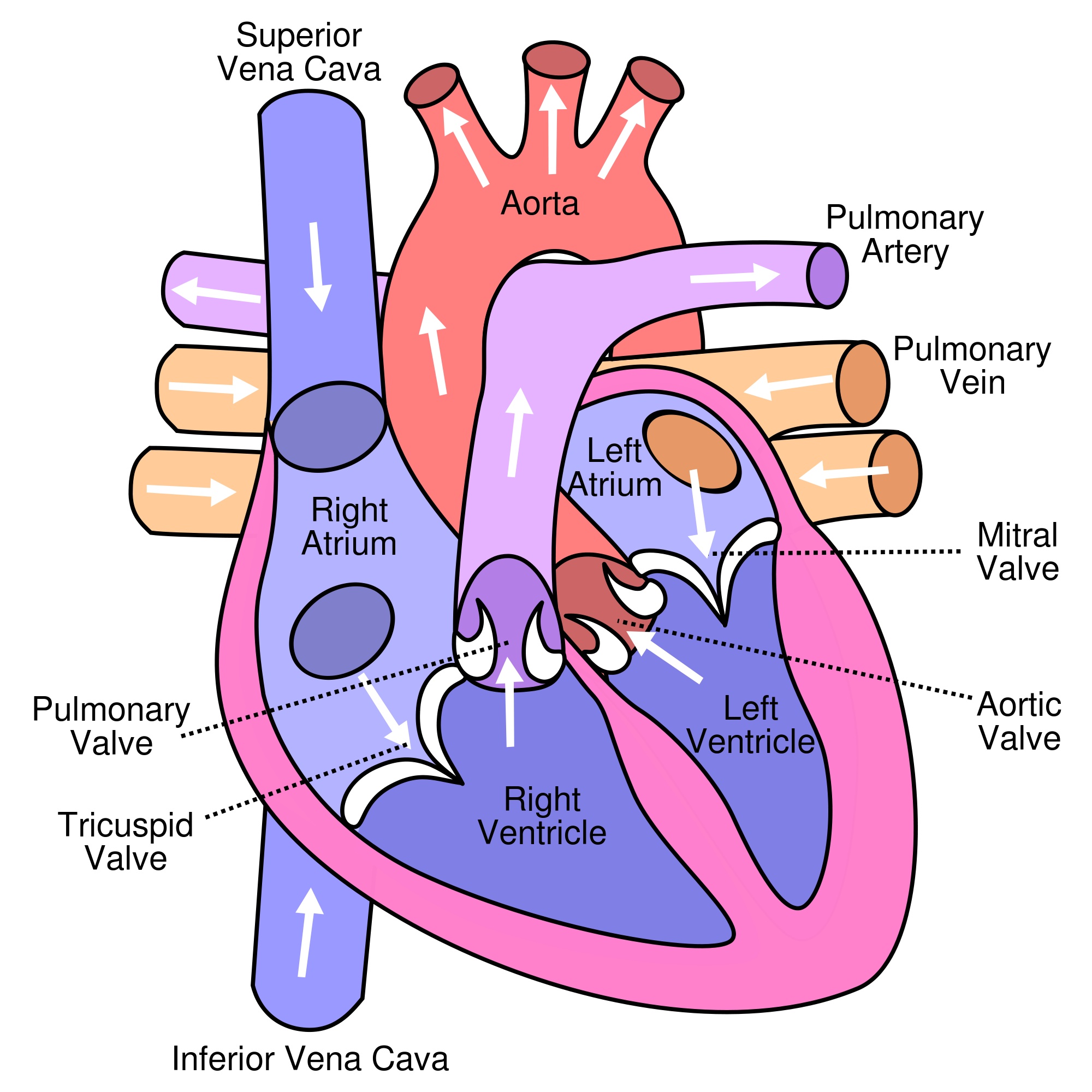 The adult human heart. In the fetal heart, the left and right atria are connected via the foramen ovale. Wapcaplet/Wikimedia Commons (CC BY-SA 3.0)