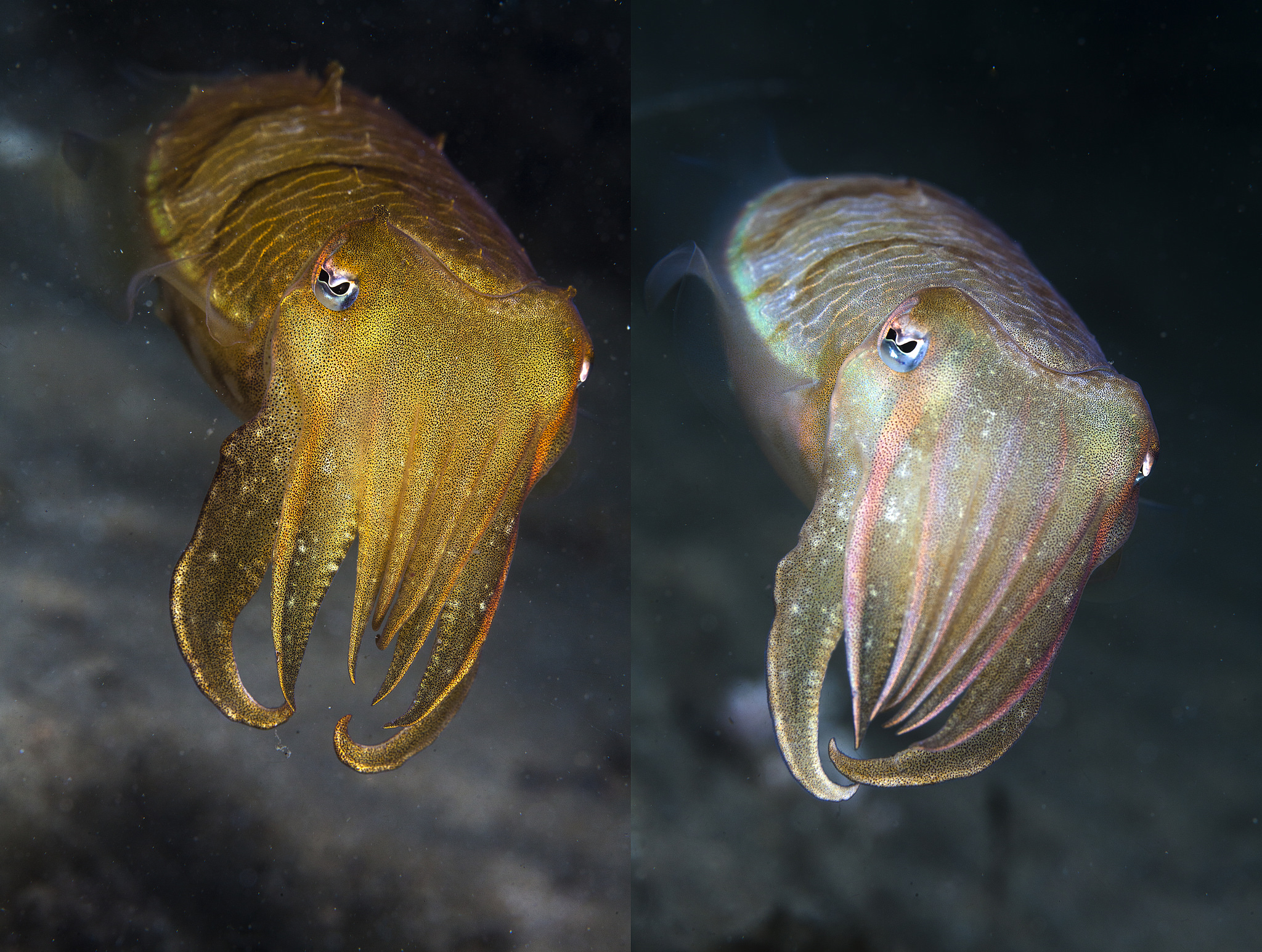 By aspiring to have clothes that change colour, we're chasing the cuttlefish, which does this without the aid of technology. Klaus Stiefel/Flickr (CC BY-NC 2.0)