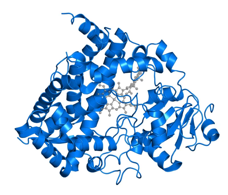 Structure of the cytochrome P450 enzyme CYP3A4 (blue) bound to the hormone progesterone (grey). Sevrioukova & Poulos (2015) and RCSP PBD (public domain)