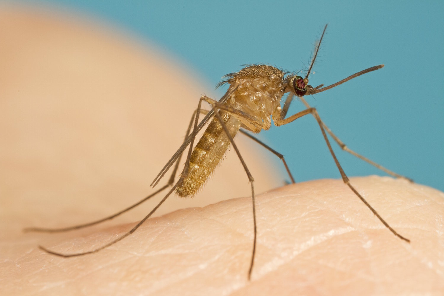 The London Underground mosquito, Culex molestus. Stephen Doggett, Pathology West - ICPMR Westmead (used with permission)