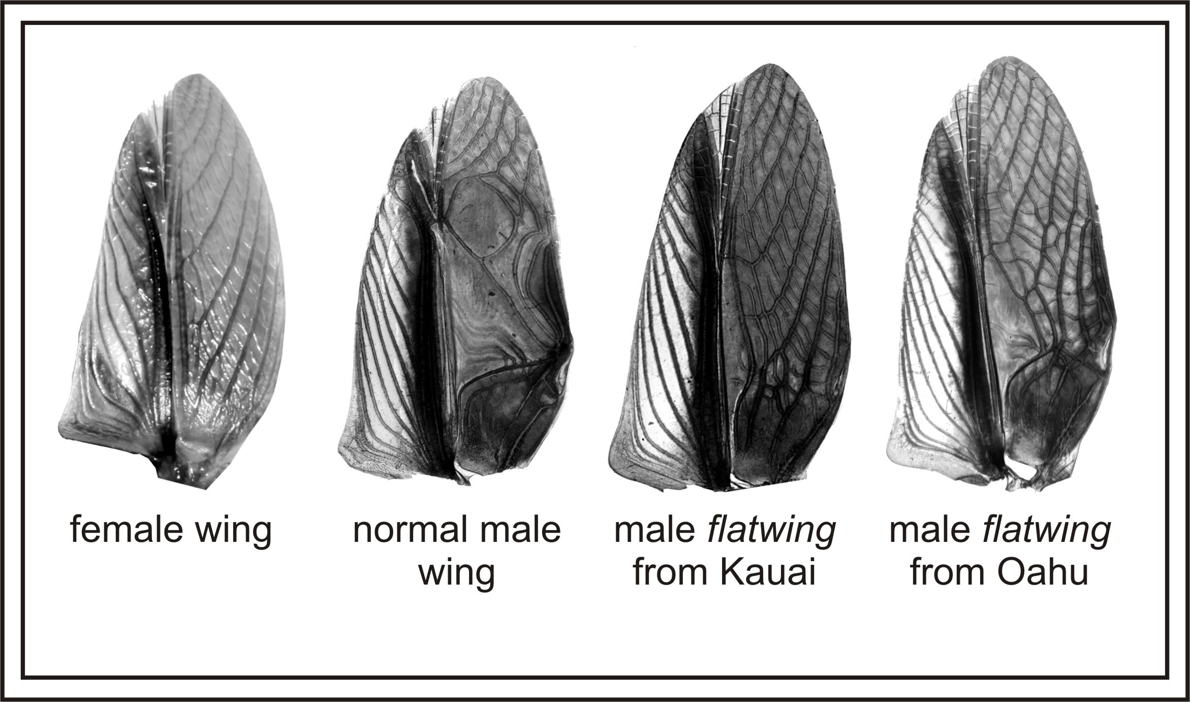 A comparison of flatwing and normal wings in T. oceanicus. Nathan Bailey/Wikimedia Commons (CC BY 4.0)